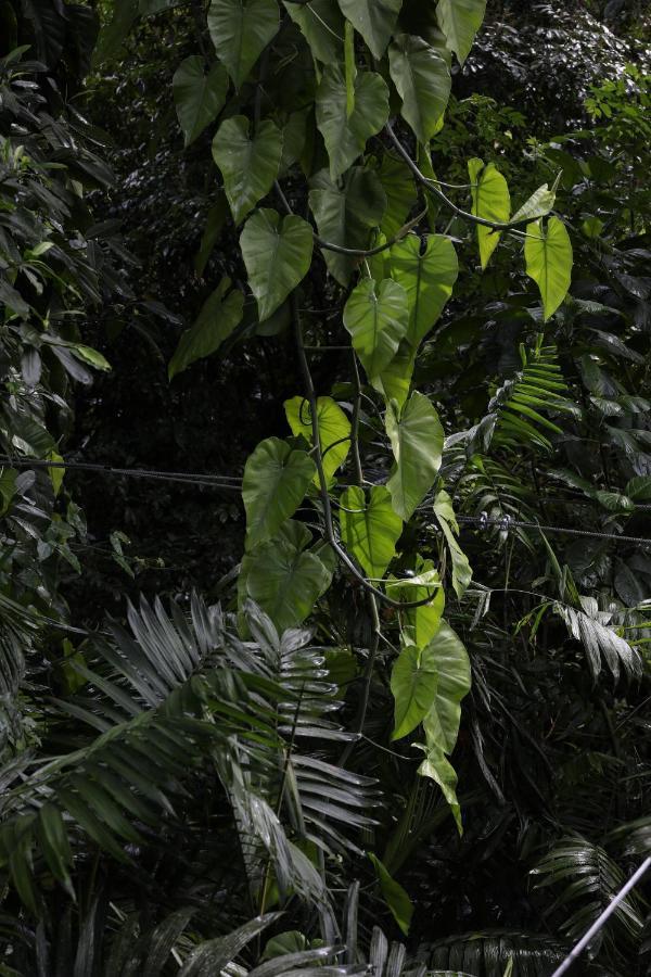 Jade Jungle Resort Teakettle Village Exterior foto